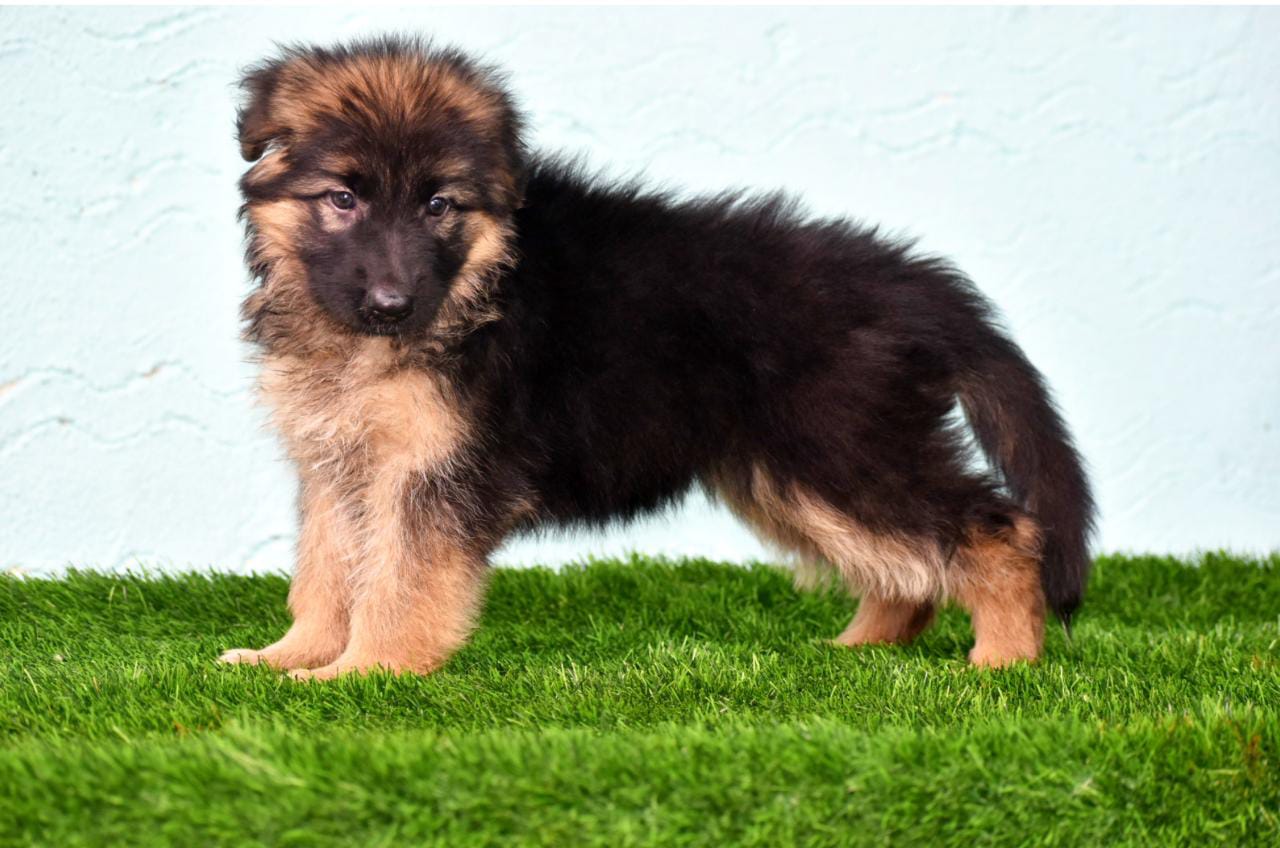 Buy online German Shepherd dogs near you - Breed n Breeder - Dog